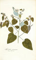 Melochia caraccasana - Nikolaus Joseph Freiherr von Jacquin — artwork view