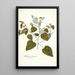 Melochia caraccasana - Nikolaus Joseph Freiherr von Jacquin — framed artwork on a wall