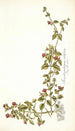Mesembryanthemum cordifolium - Nikolaus Joseph Freiherr von Jacquin — artwork view