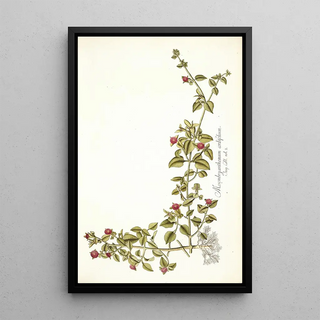 Nikolaus Joseph Freiherr von Jacquin - Mesembryanthemum cordifolium.webp