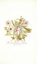 Mesembryanthemum cuneifolium - Nikolaus Joseph Freiherr von Jacquin — artwork view