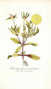 Mesembryanthemum pomeridianum - Nikolaus Joseph Freiherr von Jacquin — artwork view