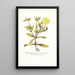 Mesembryanthemum pomeridianum - Nikolaus Joseph Freiherr von Jacquin — framed artwork on a wall