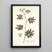 Mimosa caracasana - Nikolaus Joseph Freiherr von Jacquin — framed artwork on a wall