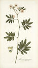 Mimosa caracasana - Nikolaus Joseph Freiherr von Jacquin — artwork view