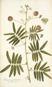 Mimosa portoricensis - Nikolaus Joseph Freiherr von Jacquin — artwork view
