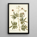 Mimosa portoricensis - Nikolaus Joseph Freiherr von Jacquin — framed artwork on a wall