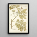 Mimosa speciosa - Nikolaus Joseph Freiherr von Jacquin — framed artwork on a wall
