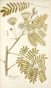 Mimosa speciosa - Nikolaus Joseph Freiherr von Jacquin — artwork view