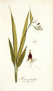 Moraea palmifolia - Nikolaus Joseph Freiherr von Jacquin — artwork view