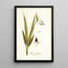 Moraea palmifolia - Nikolaus Joseph Freiherr von Jacquin — framed artwork on a wall