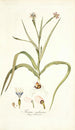 Moraea sordescens - Nikolaus Joseph Freiherr von Jacquin — artwork view