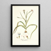 Moraea sordescens - Nikolaus Joseph Freiherr von Jacquin — framed artwork on a wall