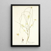 Moraea virgata - Nikolaus Joseph Freiherr von Jacquin — framed artwork on a wall