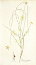 Moraea virgata - Nikolaus Joseph Freiherr von Jacquin — artwork view