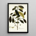 Morus mauritiana - Nikolaus Joseph Freiherr von Jacquin — framed artwork on a wall