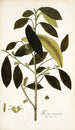Morus mauritiana - Nikolaus Joseph Freiherr von Jacquin — artwork view