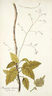 Myagrum arborescens - Nikolaus Joseph Freiherr von Jacquin — artwork view