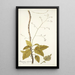 Myagrum arborescens - Nikolaus Joseph Freiherr von Jacquin — framed artwork on a wall