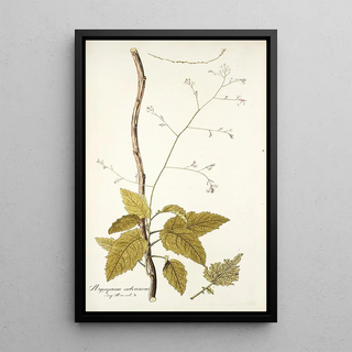 Nikolaus Joseph Freiherr von Jacquin - Myagrum arborescens.webp