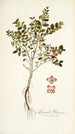 Myginda rhacoma - Nikolaus Joseph Freiherr von Jacquin — artwork view