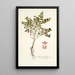 Myginda rhacoma - Nikolaus Joseph Freiherr von Jacquin — framed artwork on a wall