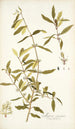 Myrica segregata - Nikolaus Joseph Freiherr von Jacquin — artwork view