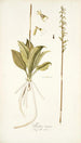 Neottia minor - Nikolaus Joseph Freiherr von Jacquin — artwork view