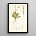 Neottia minor - Nikolaus Joseph Freiherr von Jacquin — framed artwork on a wall