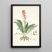 Neottia speciosa - Nikolaus Joseph Freiherr von Jacquin — framed artwork on a wall