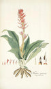 Neottia speciosa - Nikolaus Joseph Freiherr von Jacquin — artwork view