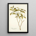 Nerium coronarium - Nikolaus Joseph Freiherr von Jacquin — framed artwork on a wall
