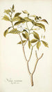 Nerium coronarium - Nikolaus Joseph Freiherr von Jacquin — artwork view