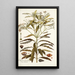 Ochrosia maculata - Nikolaus Joseph Freiherr von Jacquin — framed artwork on a wall