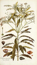 Ochrosia maculata - Nikolaus Joseph Freiherr von Jacquin — artwork view