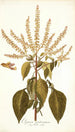 Ocymum gratissimum - Nikolaus Joseph Freiherr von Jacquin — artwork view