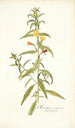 Oenothera nocturna - Nikolaus Joseph Freiherr von Jacquin — artwork view