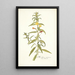 Oenothera nocturna - Nikolaus Joseph Freiherr von Jacquin — framed artwork on a wall