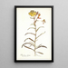 Oenothera odorata - Nikolaus Joseph Freiherr von Jacquin — framed artwork on a wall