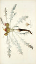 Onopordon acaule - Nikolaus Joseph Freiherr von Jacquin — artwork view