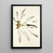 Onopordon acaule - Nikolaus Joseph Freiherr von Jacquin — framed artwork on a wall