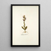 Ophrys crucigera - Nikolaus Joseph Freiherr von Jacquin — framed artwork on a wall