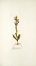 Ophrys crucigera - Nikolaus Joseph Freiherr von Jacquin — artwork view