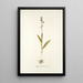 Ophrys myodes - Nikolaus Joseph Freiherr von Jacquin — framed artwork on a wall