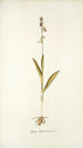 Ophrys myodes - Nikolaus Joseph Freiherr von Jacquin — artwork view