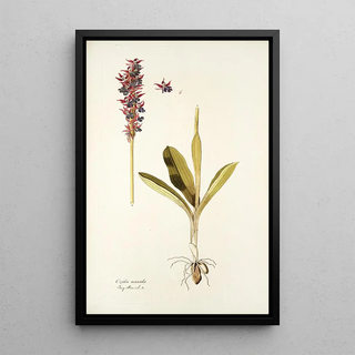 Nikolaus Joseph Freiherr von Jacquin - Orchis mascula.webp