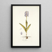 Orchis militaris - Nikolaus Joseph Freiherr von Jacquin — framed artwork on a wall