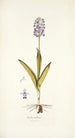 Orchis militaris - Nikolaus Joseph Freiherr von Jacquin — artwork view