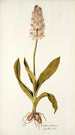 Orchis moravica - Nikolaus Joseph Freiherr von Jacquin — artwork view