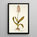 Orchis moravica - Nikolaus Joseph Freiherr von Jacquin — framed artwork on a wall
